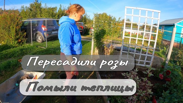 Пересадили розы Помыли теплицы