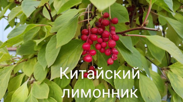 Собрала ягоды китайского лимонника.