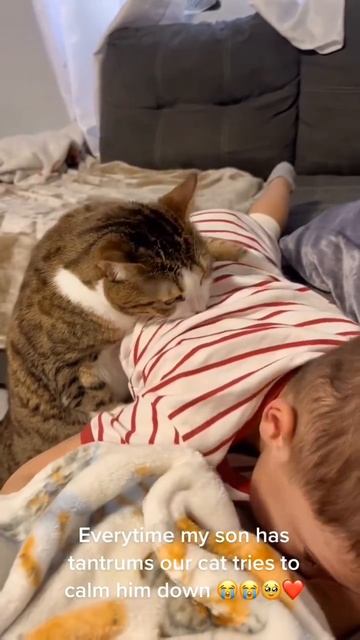 Кошки помогают детям 🤗