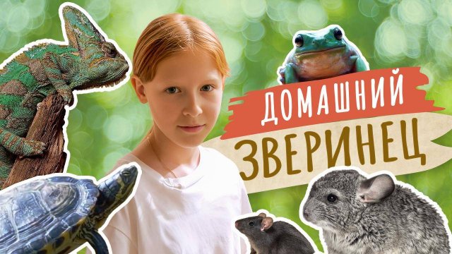 София и ее домашний зоопарк. Хамелеон, голубая лягушка, красноухие черепахи, шиншиллы, крысы…