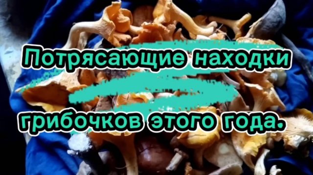 Нарезка грибного улова 2025. #морегрибов #амурскаяобласть #хитсезонаrutube #топкатегорияrutube