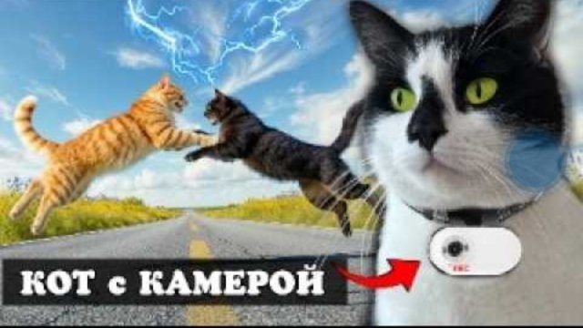 РЕАЛЬНЫЙ ДЕНЬ КОТА! КОТ ГУЛЯЕТ С КАМЕРОЙ 24 ЧАСА ЧЕЛЛЕНДЖ