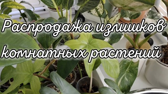 РАСПРОДАЖА ИЗЛИШКОВ КОМНАТНЫХ РАСТЕНИЙ | Алоказии, филодендроны, хойи и др.