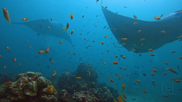 Ocean Therapy | World Manta Day | Underwater Film with LoFi Chill Music