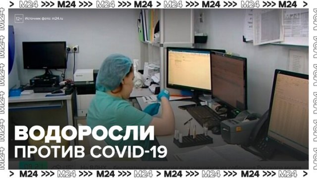 Морские водоросли могут стать основой для препаратов против COVID-19 - Москва 24