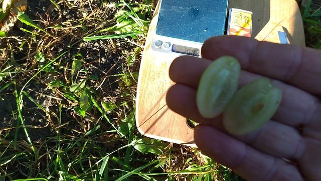 Гф Давид селекции Калугина В. М с очень хрустящей ягодой и нежным мускатом.