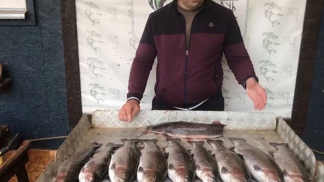 хороший улов форели