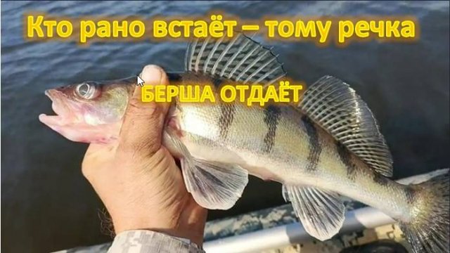 Кто рано встаёт - тому река Бершей выдаёт! Суперская рыбалка в отвес.