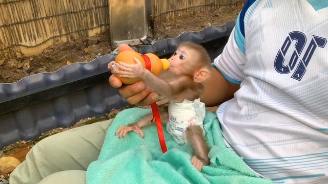 Обезьянка МАЛЫШЕНЬКА намаялась одна Пищит прыгает брыкается просит кушать Пьет смесь из соски Успоко