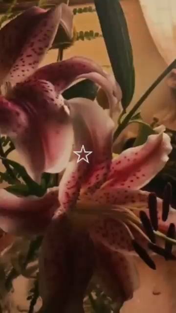 Лилия 🌟