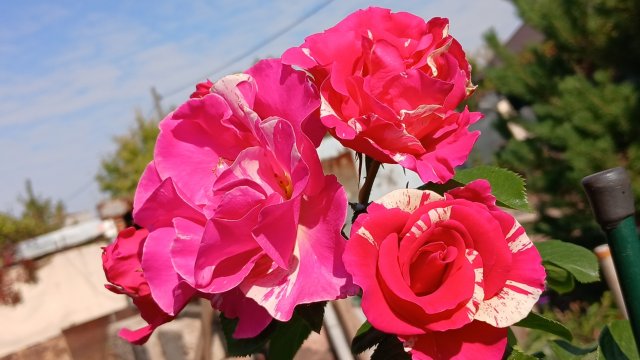 Осенние розы и тёплая осень 👍🌺#осень #дача