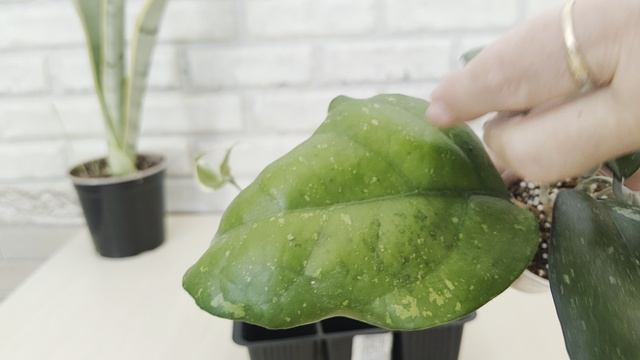 Новинки растений моей спутницы с выставки в Краснодаре 🌿😊☘️🌸☘️