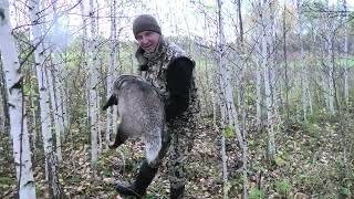 Огромный Барсук. Жирный Мощный, Сильный может сломать любую ловушку.