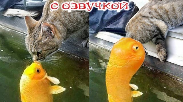 Приколы с котами! С ОЗВУЧКОЙ! САМЫЕ СМЕШНЫЕ ЖИВОТНЫЕ!