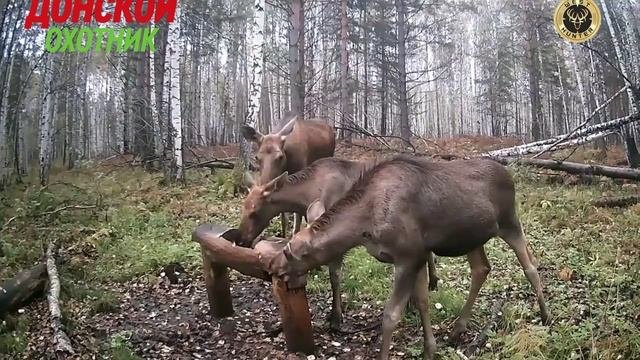 Лоси на солонцах
