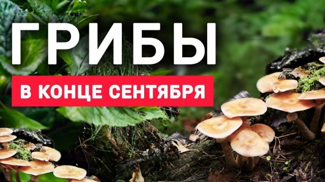 Грибник прошел два леса в поисках грибов в конце сентября. Московская область 2025