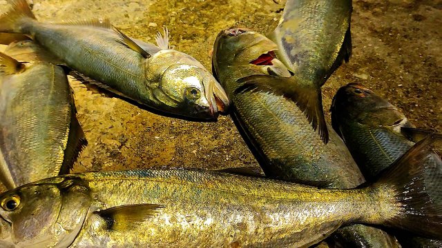 Морская Рыбалка в Ялте, Первый Трофейный Луфарь, Переделал Снасть