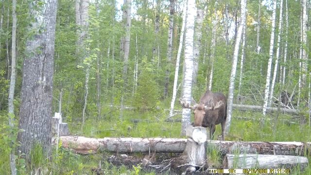 Два лося на солонце|Дикий мир