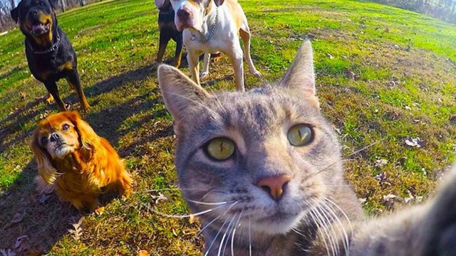 ПРИКОЛЫ С ЖИВОТНЫМИ ДО СЛЕЗ #212 Смешные КОТЫ И СОБАКИ Приколы