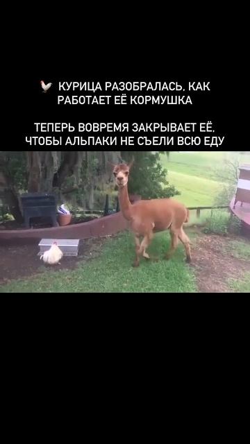 Хитрая курица )