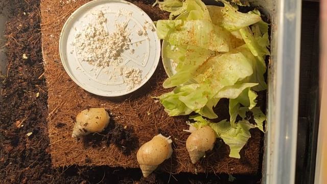 вечерние съемки улиток!