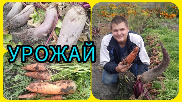 Когда убирать морковь и свëклу?! 🤔