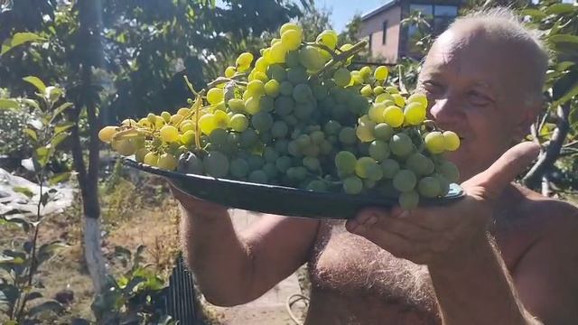 УРОЖАЙ ВИНОГРАДА 2025 В РОСТОВЕ
