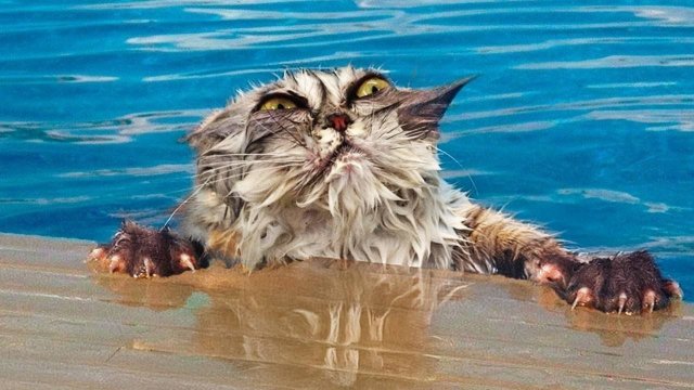Забавные встречи животных с водой — видео и фото, которые поднимут настроение