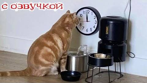 Приколы с котами! С ОЗВУЧКОЙ! САМЫЕ СМЕШНЫЕ ЖИВОТНЫЕ! Смешные коты и собаки! До слез!