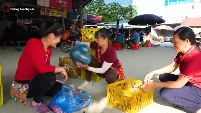 TIMELAPSE : Harvest 1000+ Giant wild Duck Eggs, Use 3-Wheeled Truck Transport Eggs.Phuong Countrysid