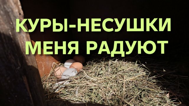 Жизнь в деревне просто мечта Куры-несушки меня снова порадовали