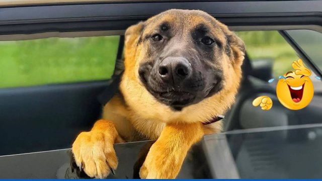 Я прошу вас не смеяться над этими ЗАБАВНЫМИ СОБАКАМИ 🐶 Лучшие видео со смешными животными 2025