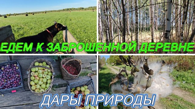 ЕДЕМ В ЗАБРОШЕННУЮ ДЕРЕВНЮ СОБИРАТЬ ПРИПАСЫ,СНОВА ПО ГРИБЫ