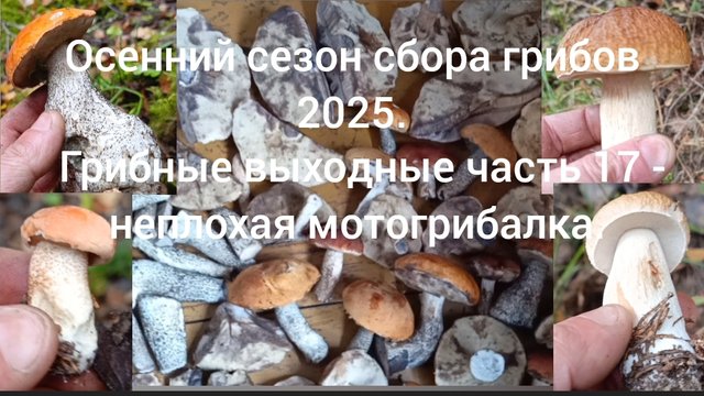 Осенний сезон сбора грибов 2025. ( Грибные выходные часть 17 )