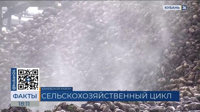 Под свеклу в Краснодарском крае отвели более 230 тыс. гектаров земли