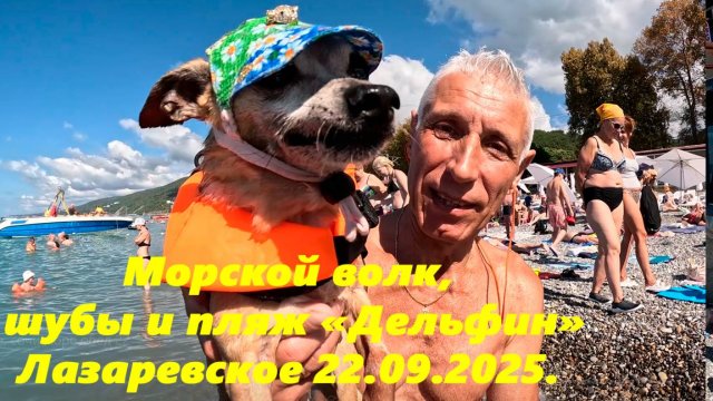 Морской волк, про скидки на шубы и пляж "Дельфин" Лазаревское 22.09.2025.