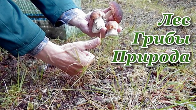 Природа России Архангельская область лес грибы