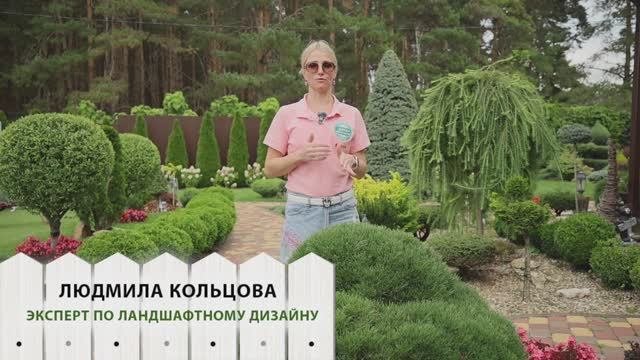Сосны. Советы от эксперта по ландшафтному дизайну