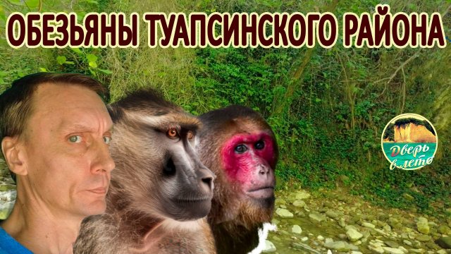 Обезьяны в лесах Туапсе