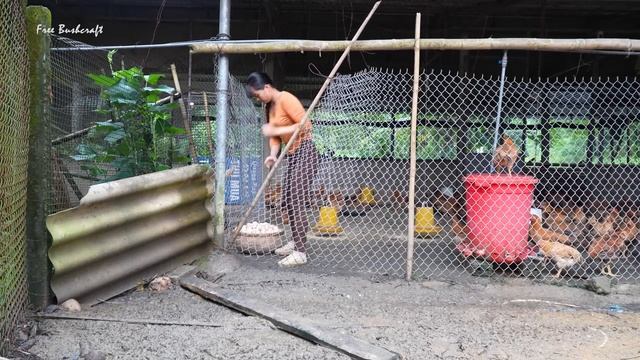 Harvest Many Eggs On The Chicken Farm, Use3-Wheeled Truck Transport Chicken Eggs. Free bushcraft6368