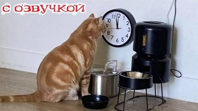 Приколы с котами! С ОЗВУЧКОЙ! САМЫЕ СМЕШНЫЕ ЖИВОТНЫЕ! Смешные коты и собаки! До слез!