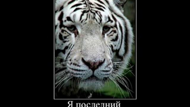 Демотиваторы... те, что задели .