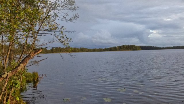 Клюква - 2025