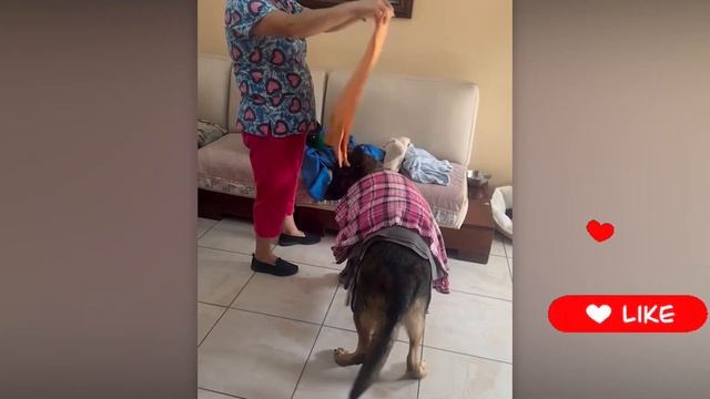 Защитники, Охранники, Спасатели и Помощники наши Любимые 🐶🫶🥰👍🚀