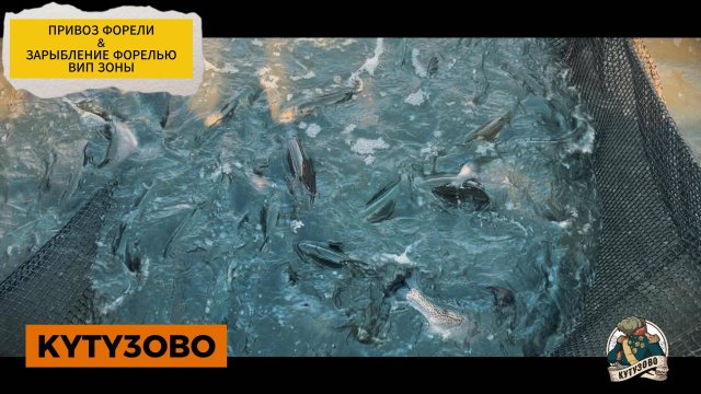 привоз и зарыбление форелью