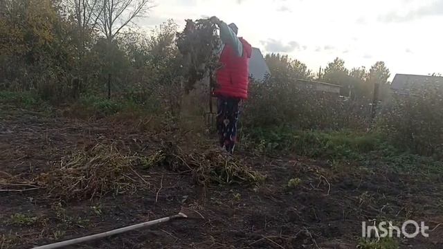 Уборка в огороде/2025