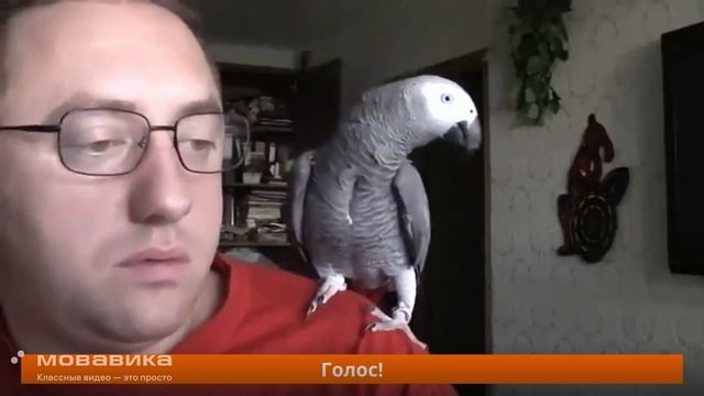 Говорящий попугай Григорий (с субтитрами)