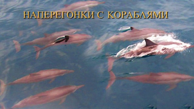 НАПЕРЕГОНКИ С КОРАБЛЯМИ. Дельфины.