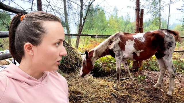 Дикая лошадь с бойни. Продолжение. Как справляемся? Подготавливаем новый участок под строительство.