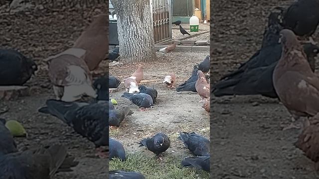 г. Мариуполь николаевские жуки и красные